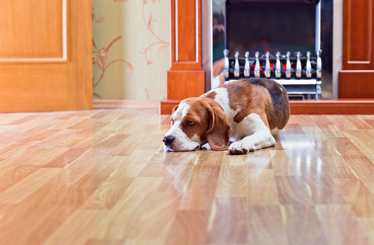 How to Remove Urine Stains from Hardwood Floors Without Chemical Cleaners