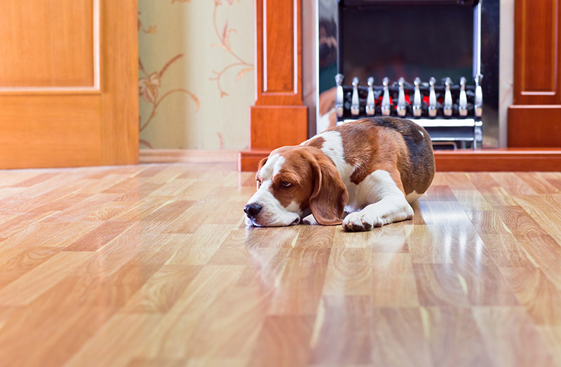 How to Remove Urine Stains from Hardwood Floors
