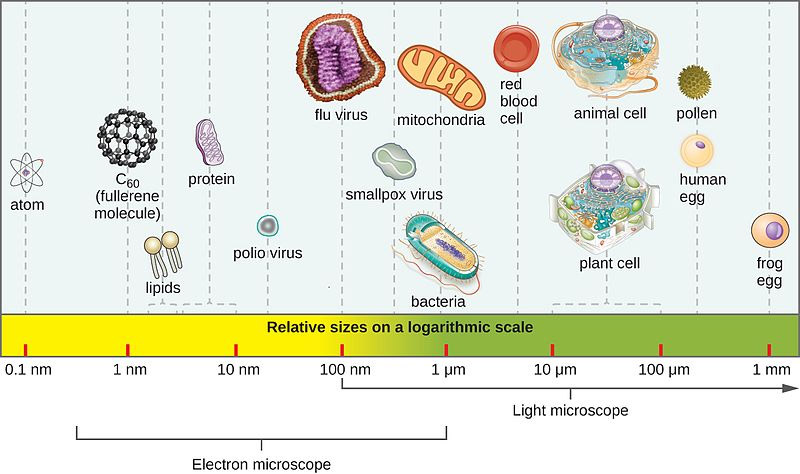 OSC Microbio Sizes Diagram